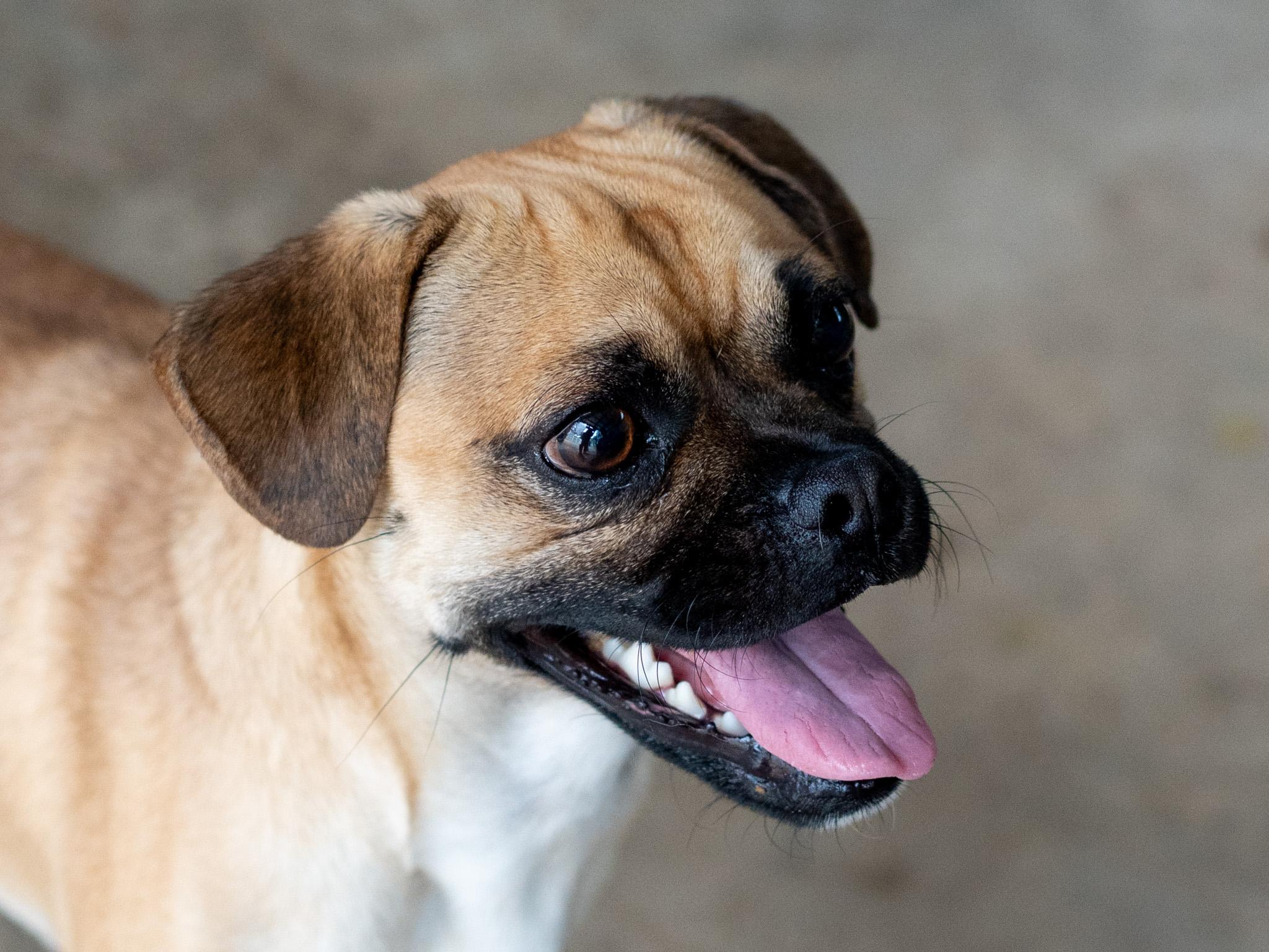 BRUSSEL, ADOPTABLE, Adult Male Pug.