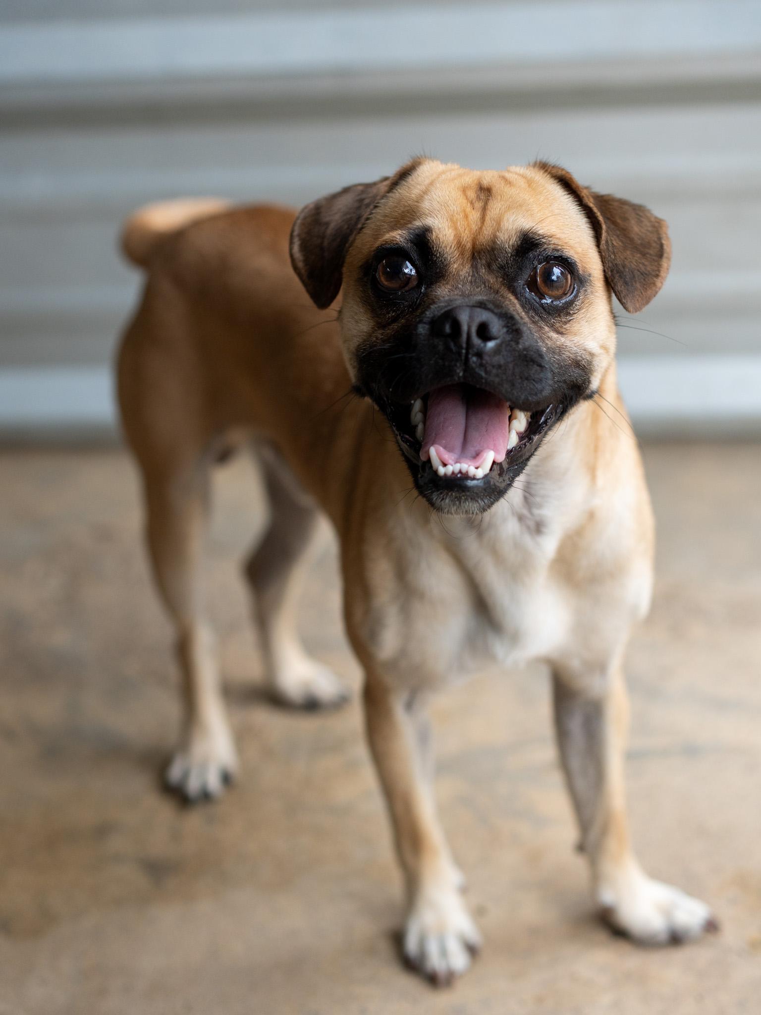 BRUSSEL, a ADOPTABLE mixed breed in Fresno, CA image 4/6