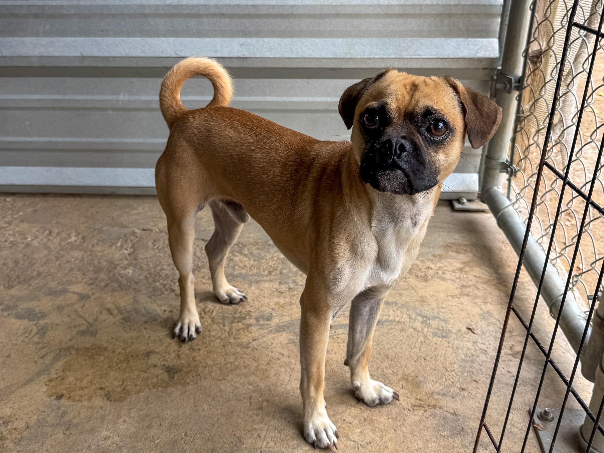 BRUSSEL, a ADOPTABLE mixed breed in Fresno, CA image 5/6