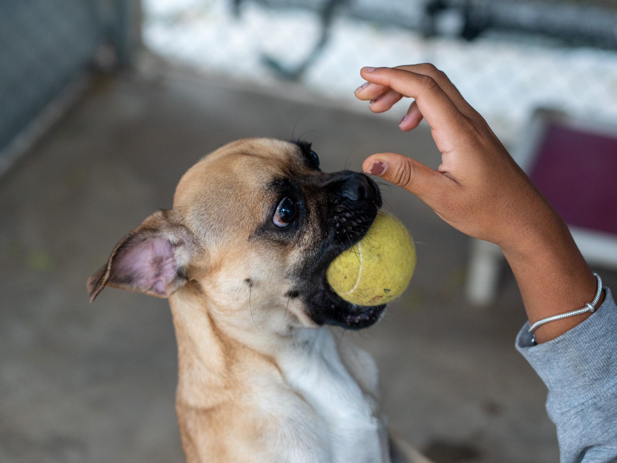 BRUSSEL, a ADOPTABLE mixed breed in Fresno, CA image 6/6