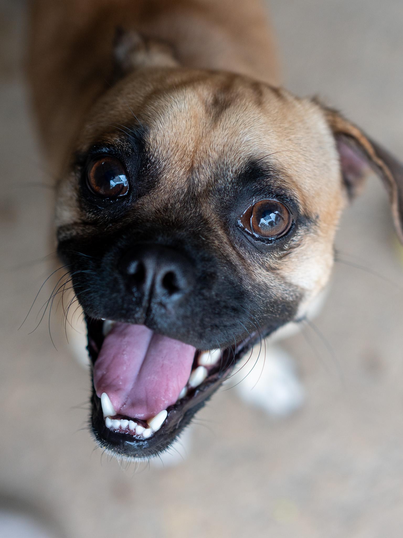 BRUSSEL, a ADOPTABLE mixed breed in Fresno, CA image 3/6