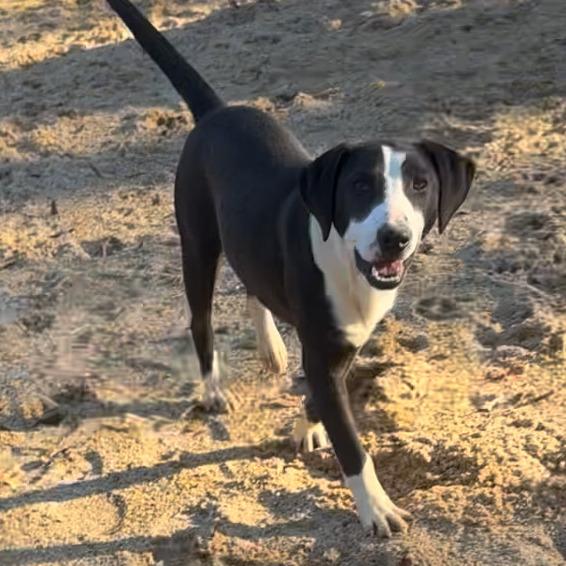 Snoopy, Adoptable, Adult Male Mixed Breed.