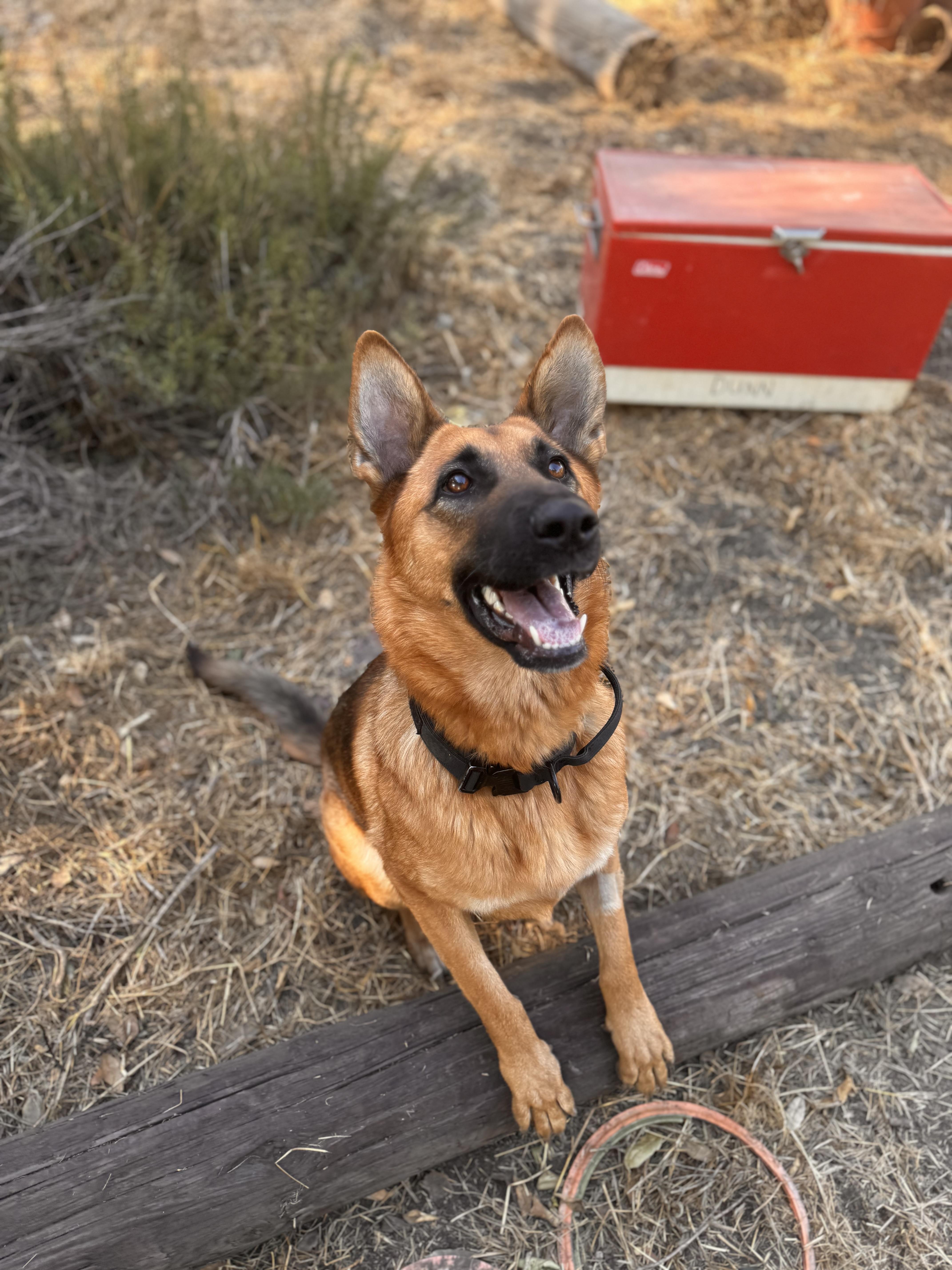Rumi, a Adopted German Shepherd Dog in Whittier, CA image 1/2