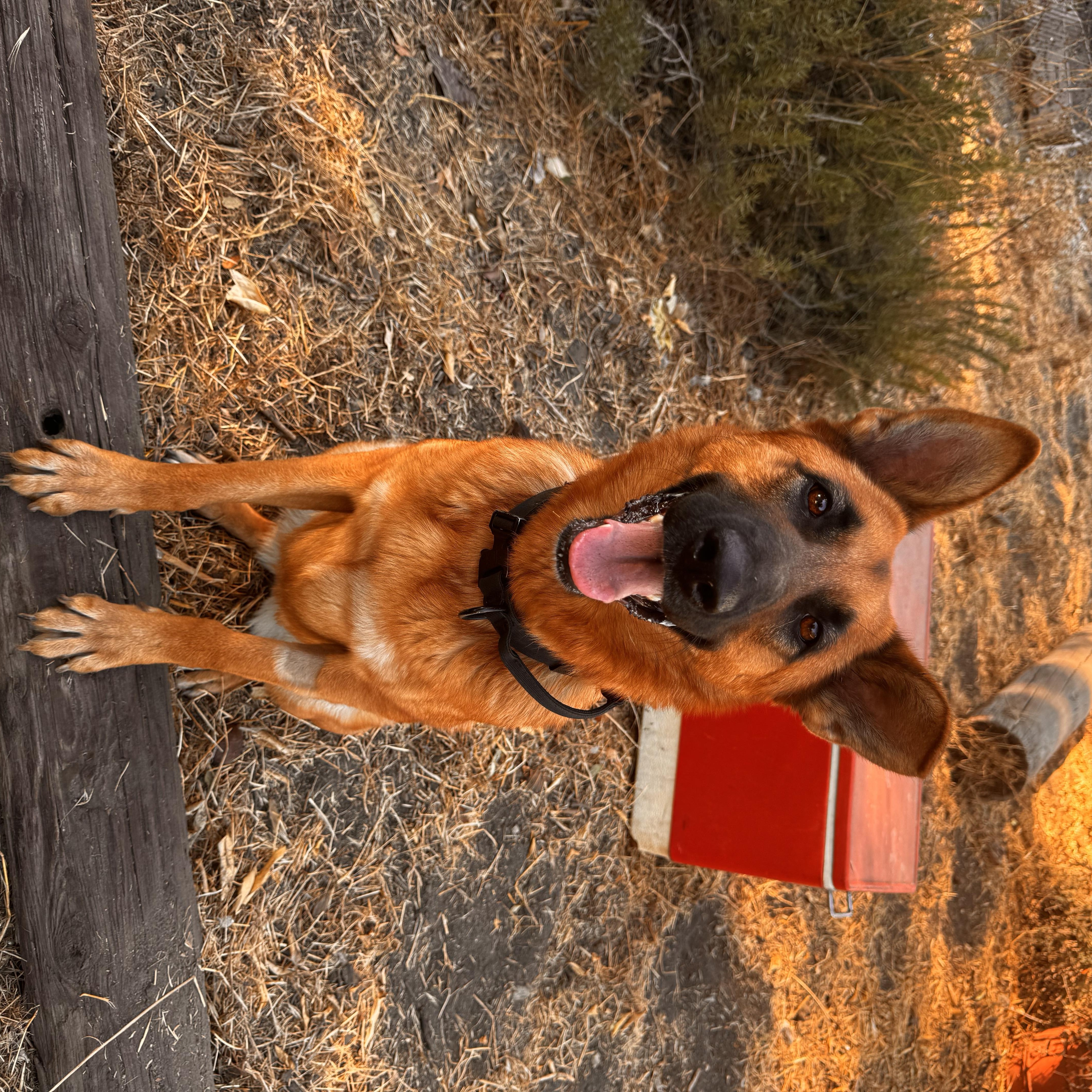 Rumi, a Adopted German Shepherd Dog in Whittier, CA image 2/2
