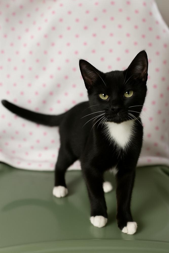 Enlarge Thackery Binx, a Adoptable Domestic Short Hair in DELTONA, FL image 2/6