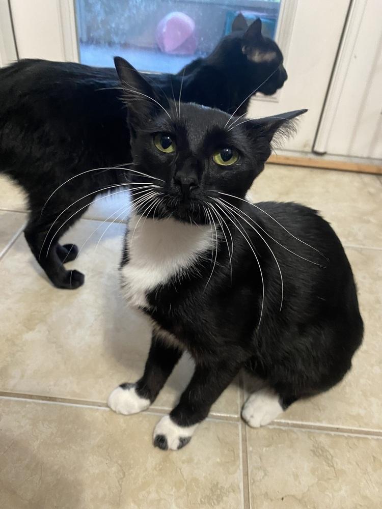 Thackery Binx, Adoptable, Kitten Male Domestic Short Hair.