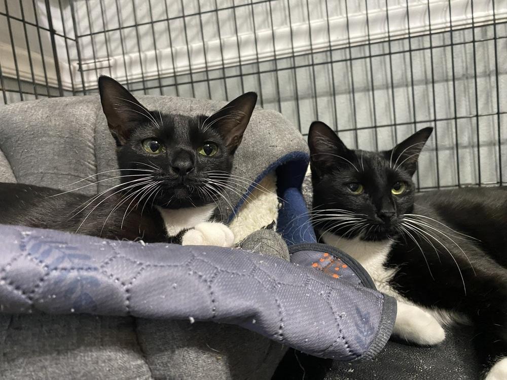 Enlarge Thackery Binx, a Adoptable Domestic Short Hair in DELTONA, FL image 5/6