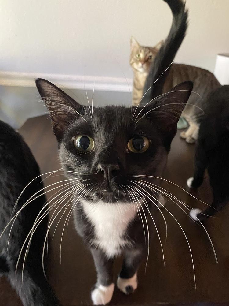 Enlarge Thackery Binx, a Adoptable Domestic Short Hair in DELTONA, FL image 6/6