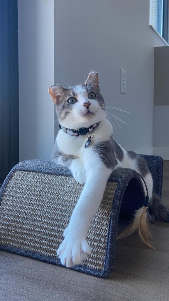 Pookie (FIV+)-Pending Adoption, Adoptable, Adult Male Domestic Short Hair.