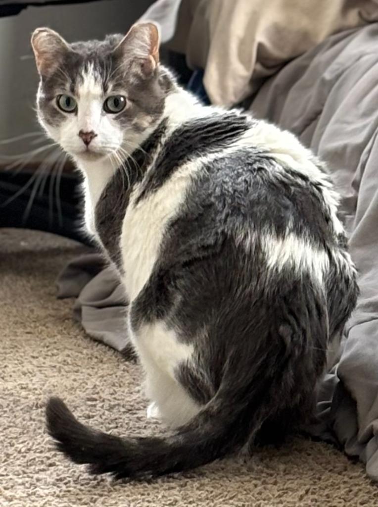 Pookie (FIV+)-Pending Adoption, a Adoptable mixed breed in Minneapolis, MN image 2/5