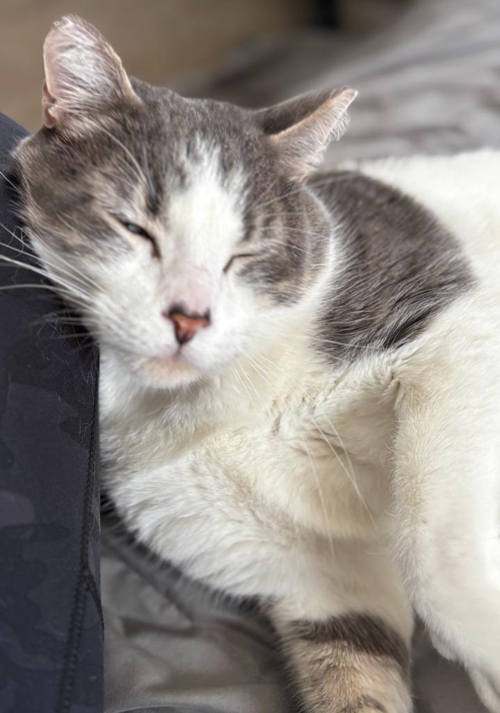 Pookie (FIV+)-Pending Adoption, a Adoptable mixed breed in Minneapolis, MN image 3/5