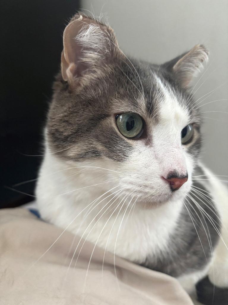 Pookie (FIV+)-Pending Adoption, a Adoptable mixed breed in Minneapolis, MN image 4/5