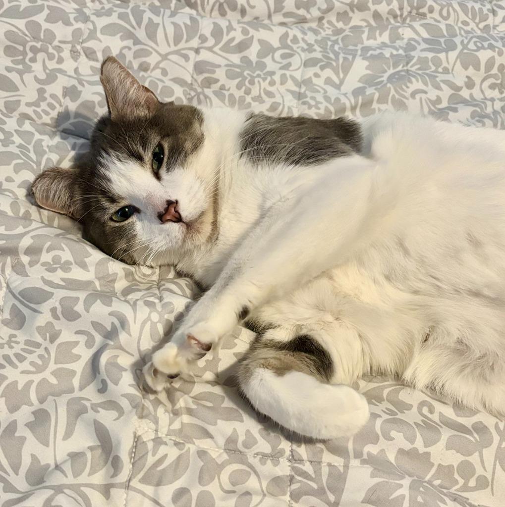 Pookie (FIV+)-Pending Adoption, a Adoptable mixed breed in Minneapolis, MN image 5/5