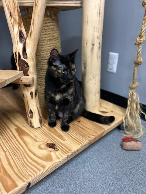 Enlarge Aurora, a ADOPTABLE Tortoiseshell in Chisholm, MN image 2/5