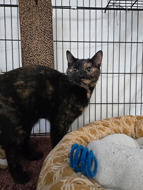 Enlarge Aurora, a ADOPTABLE Tortoiseshell in Chisholm, MN image 4/5