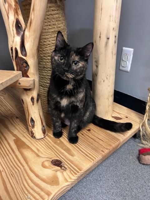 Enlarge Aurora, a ADOPTABLE Tortoiseshell in Chisholm, MN image 5/5