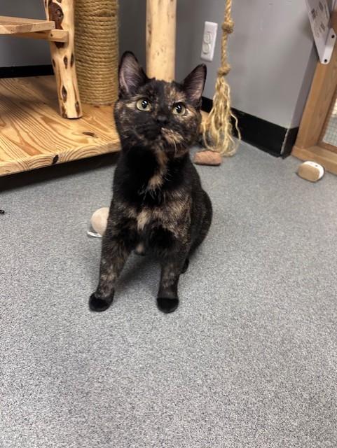 Aurora, ADOPTABLE, Young Female Tortoiseshell.