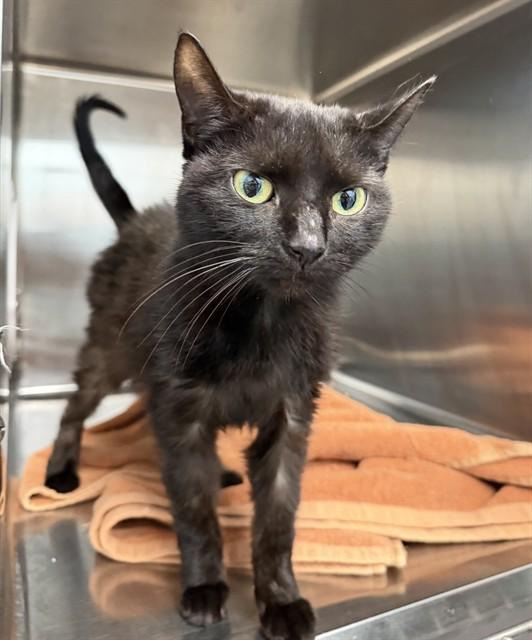 VICKI, Adoptable, Adult Female Domestic Short Hair.