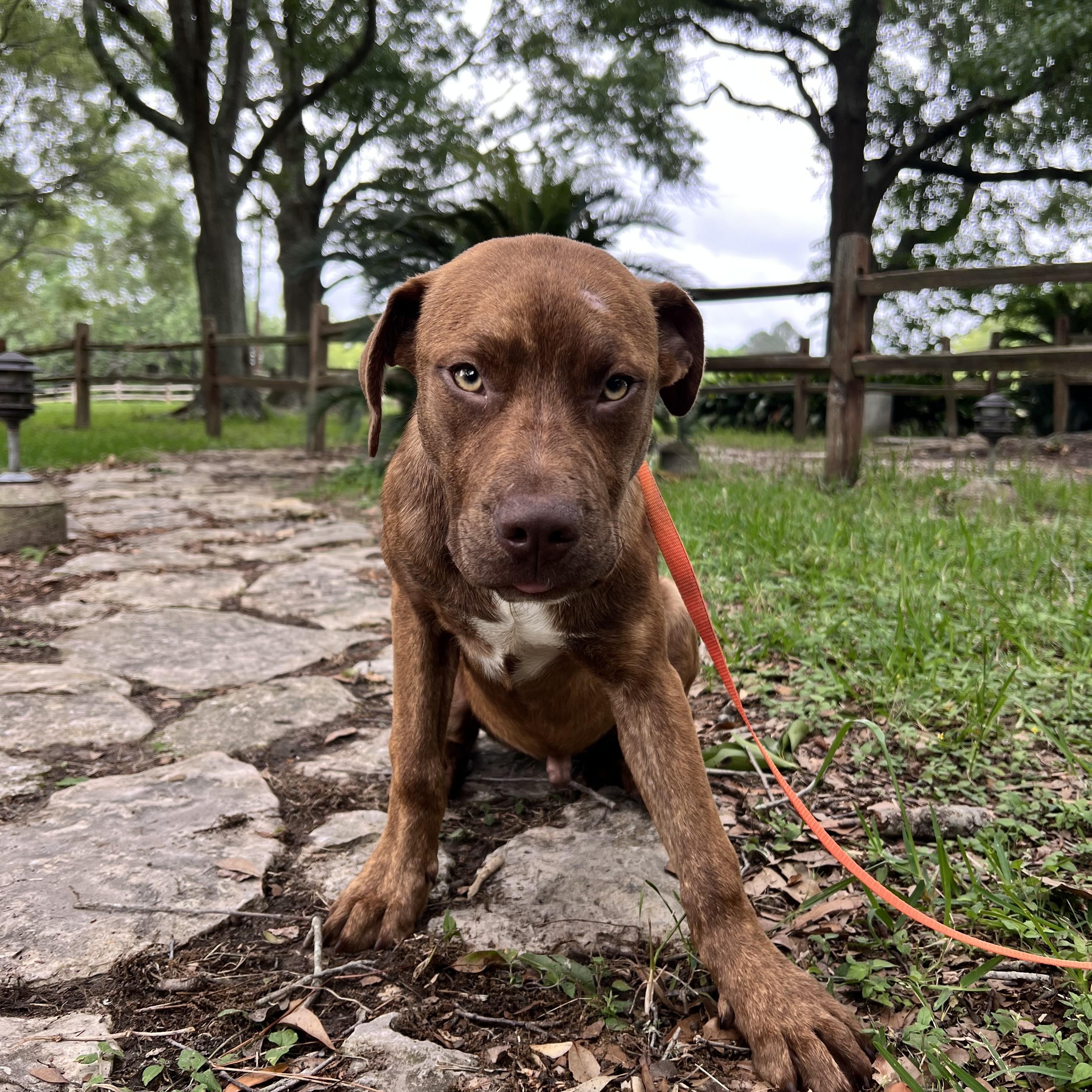 Duke, ADOPTABLE, Young Male Pit Bull Terrier.