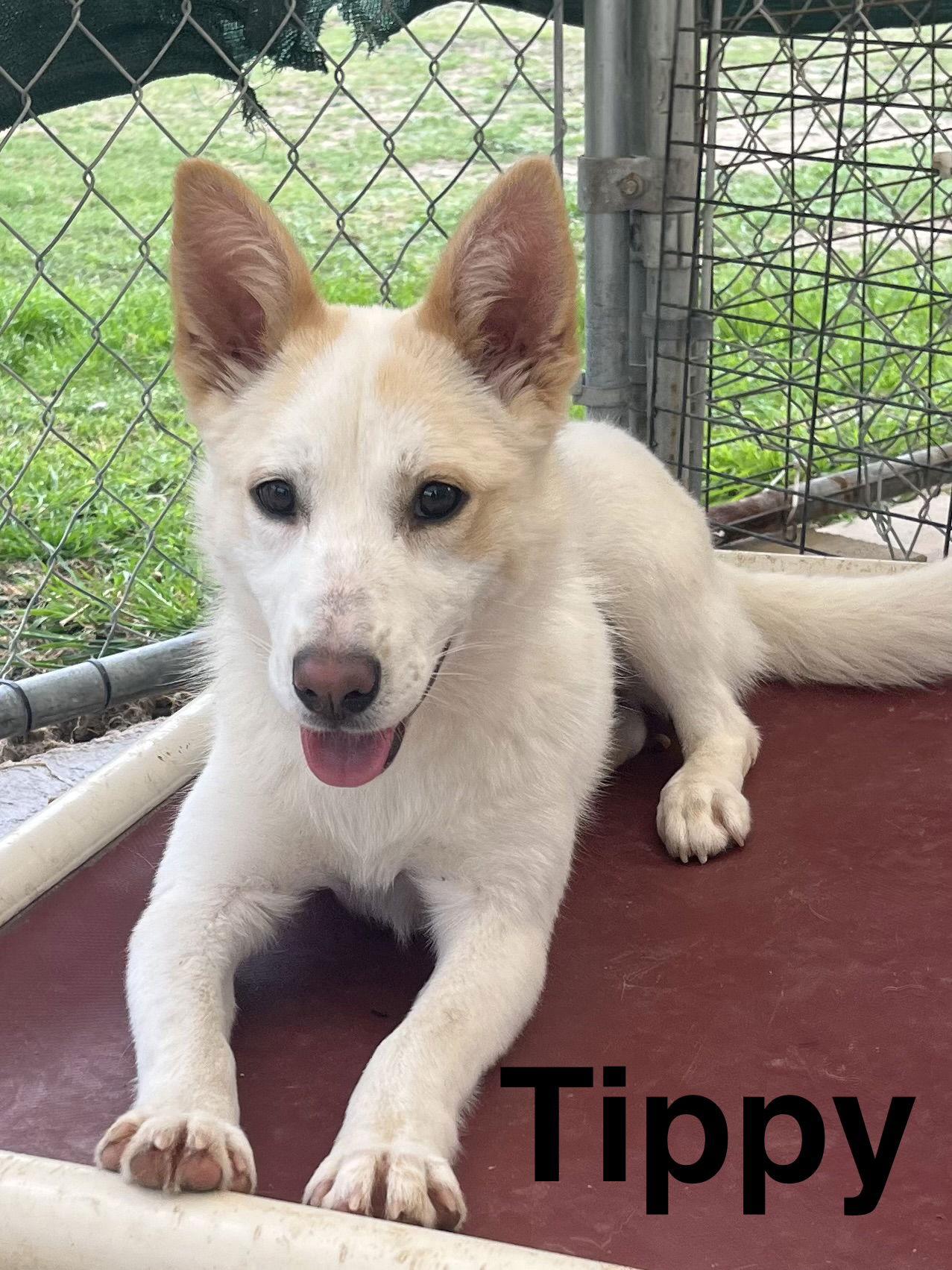 Tippy — thumbnail 3