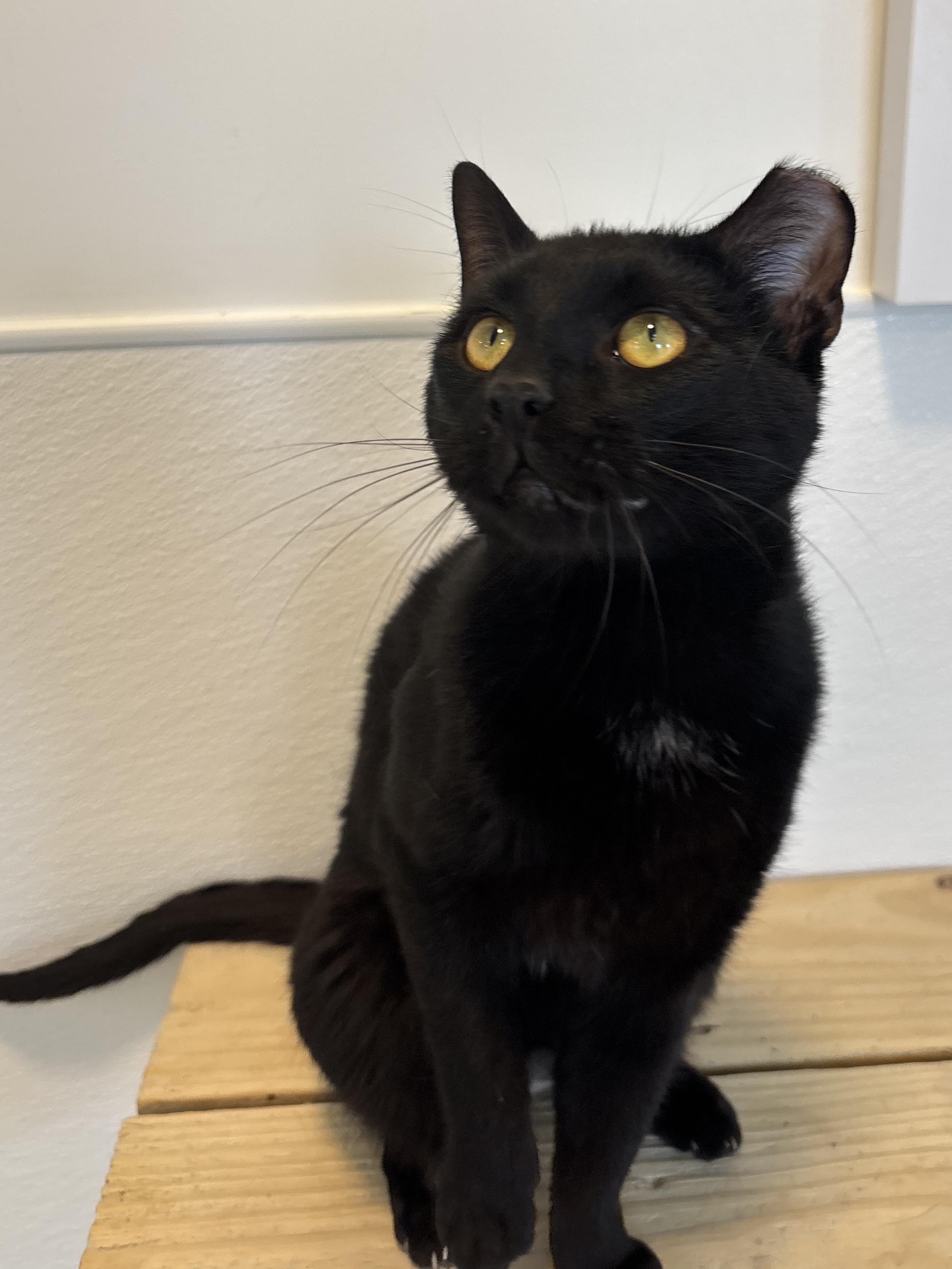 Enlarge Lorenzo, a Adoptable Domestic Short Hair in Chicago, IL image 5/6