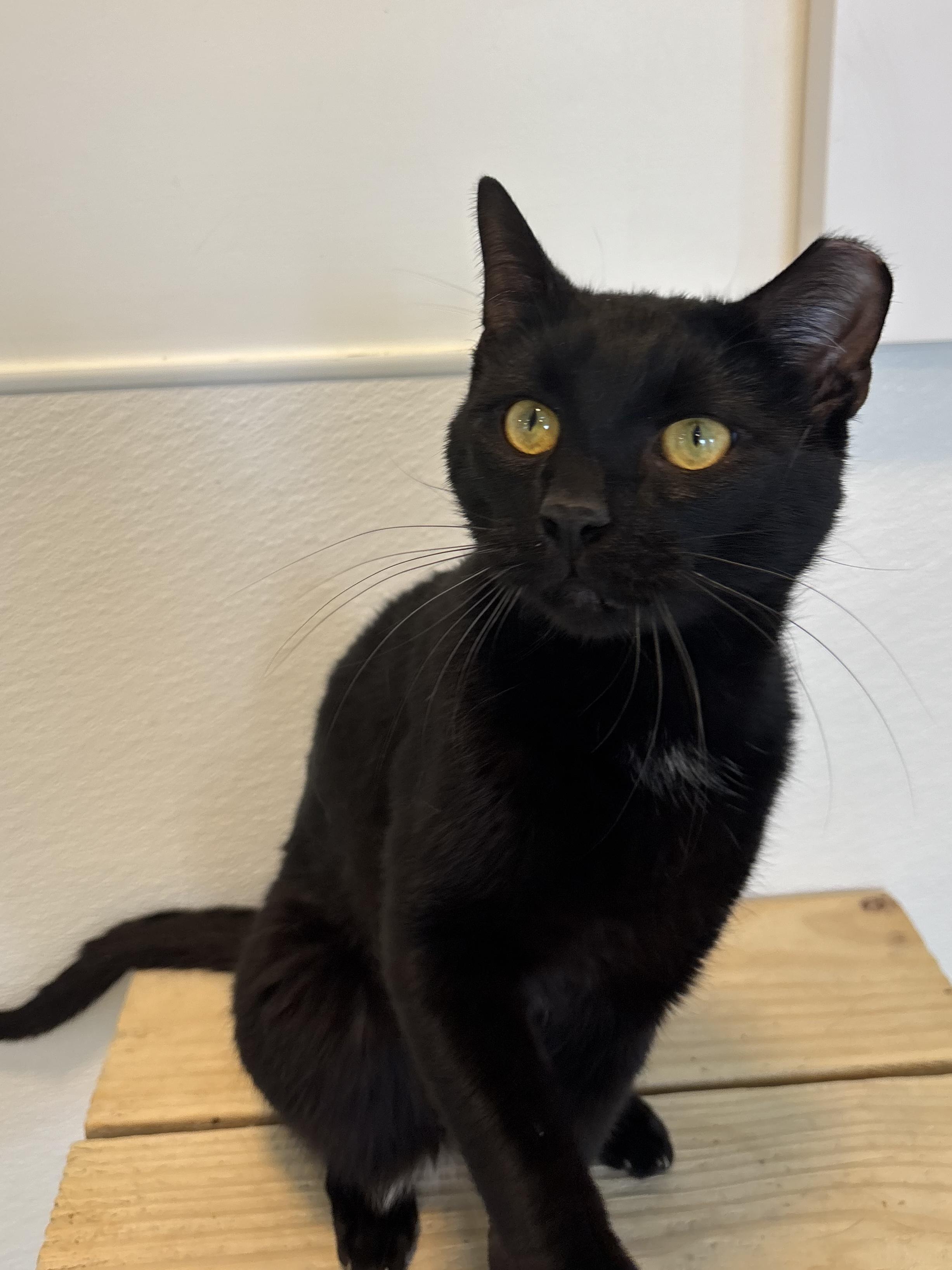 Lorenzo, Adoptable, Adult Male Domestic Short Hair.