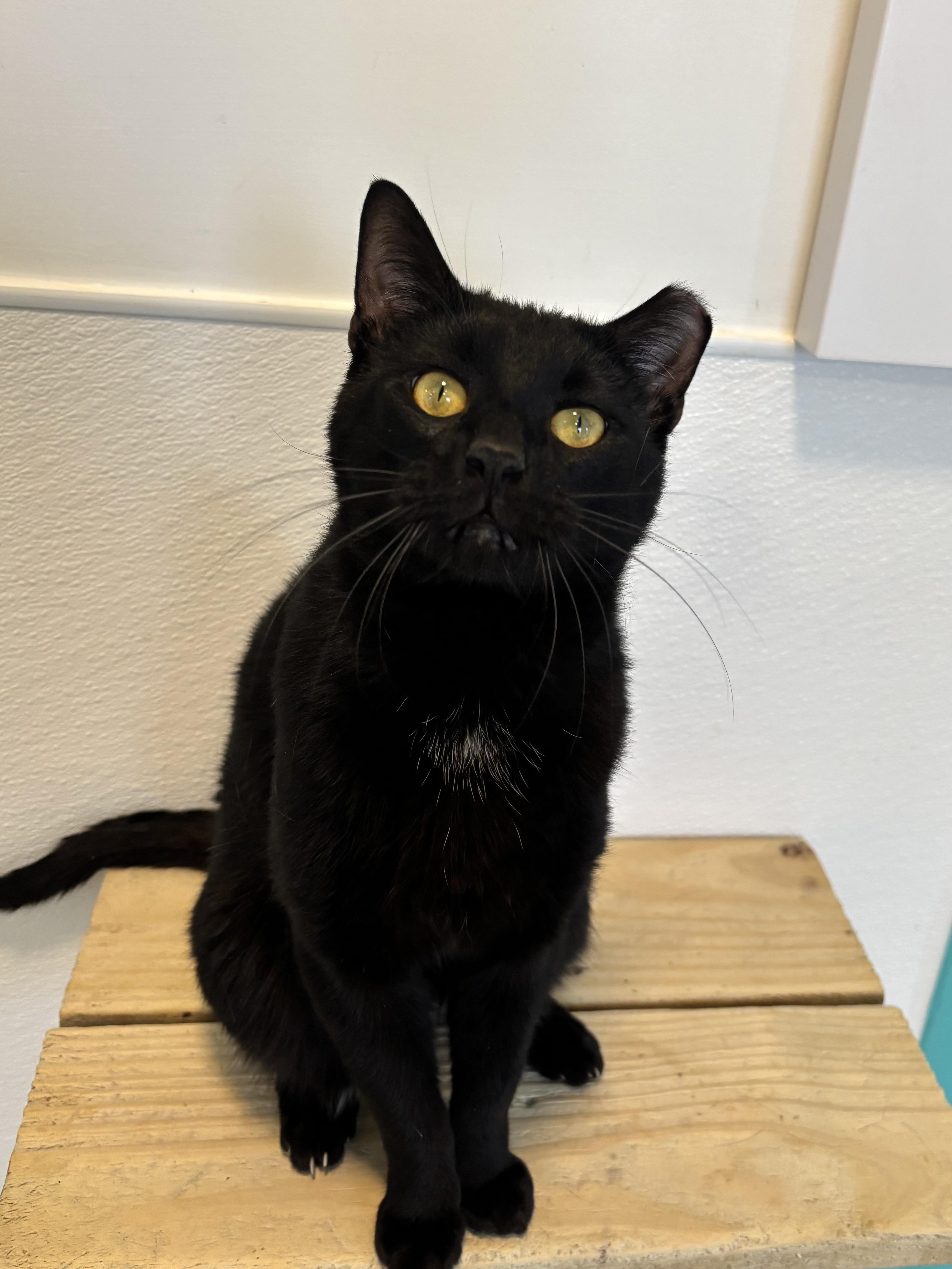 Enlarge Lorenzo, a Adoptable Domestic Short Hair in Chicago, IL image 3/6