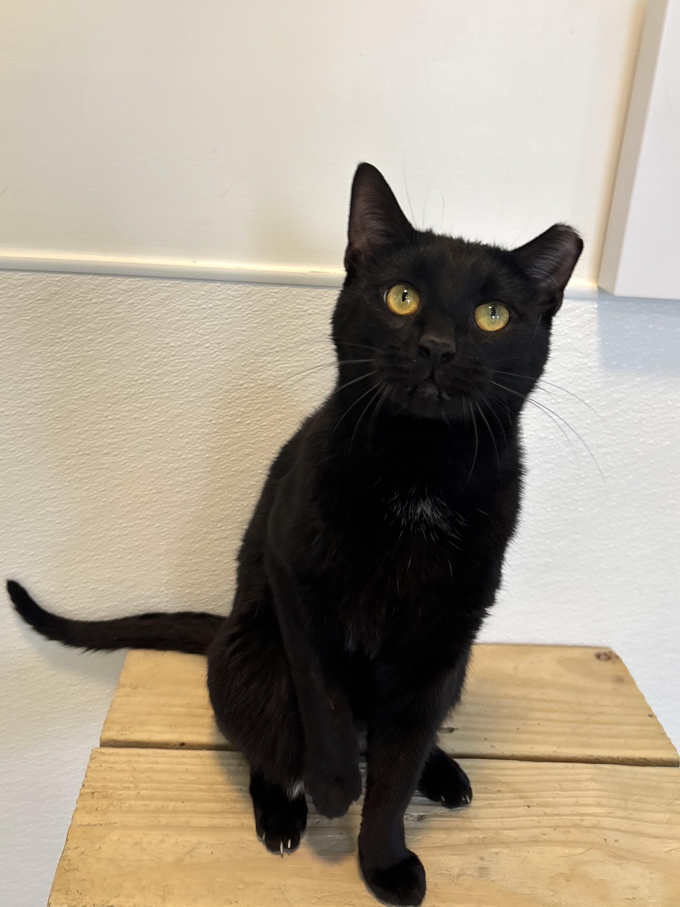 Enlarge Lorenzo, a Adoptable Domestic Short Hair in Chicago, IL image 6/6