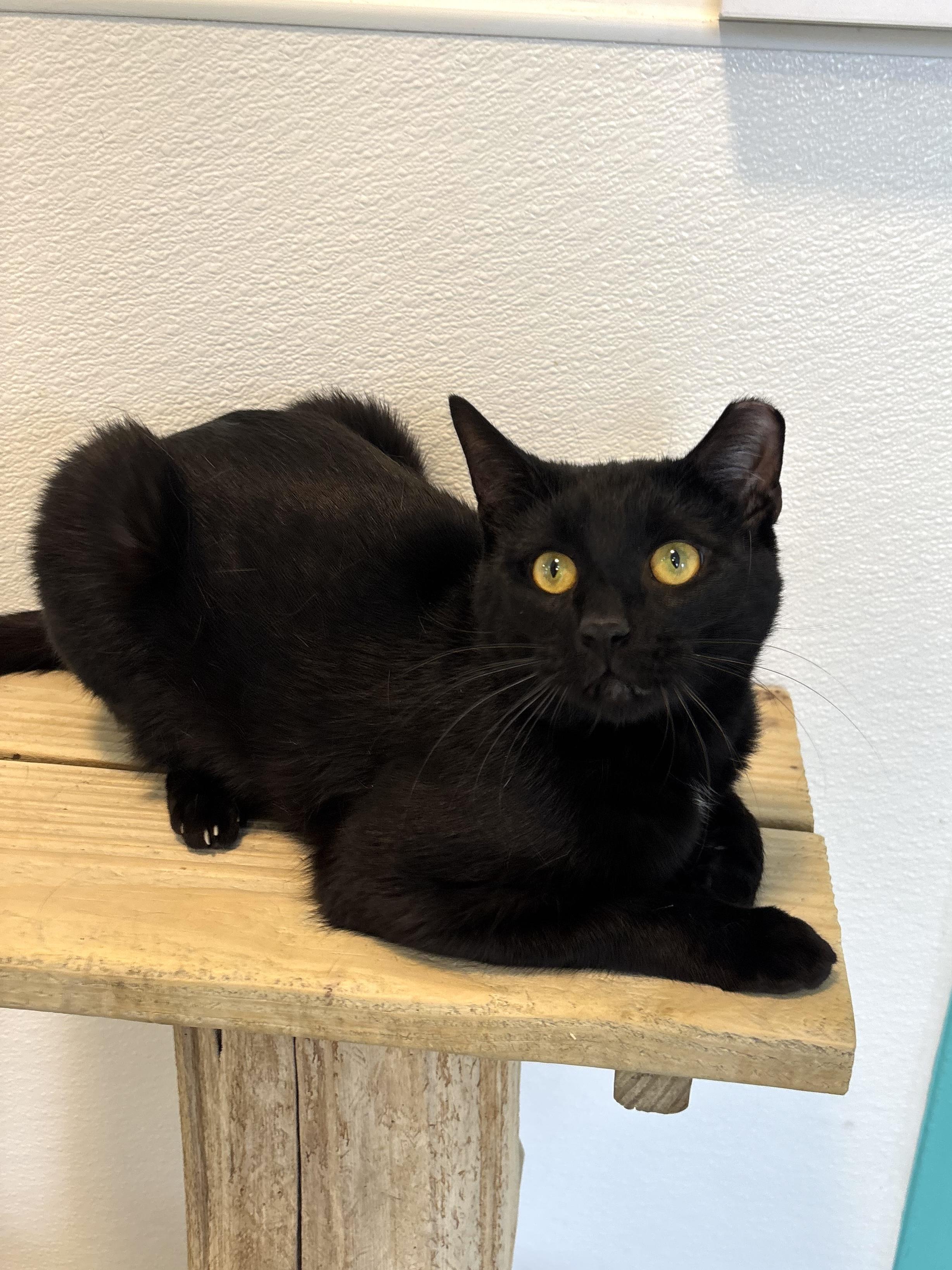 Enlarge Lorenzo, a Adoptable Domestic Short Hair in Chicago, IL image 4/6