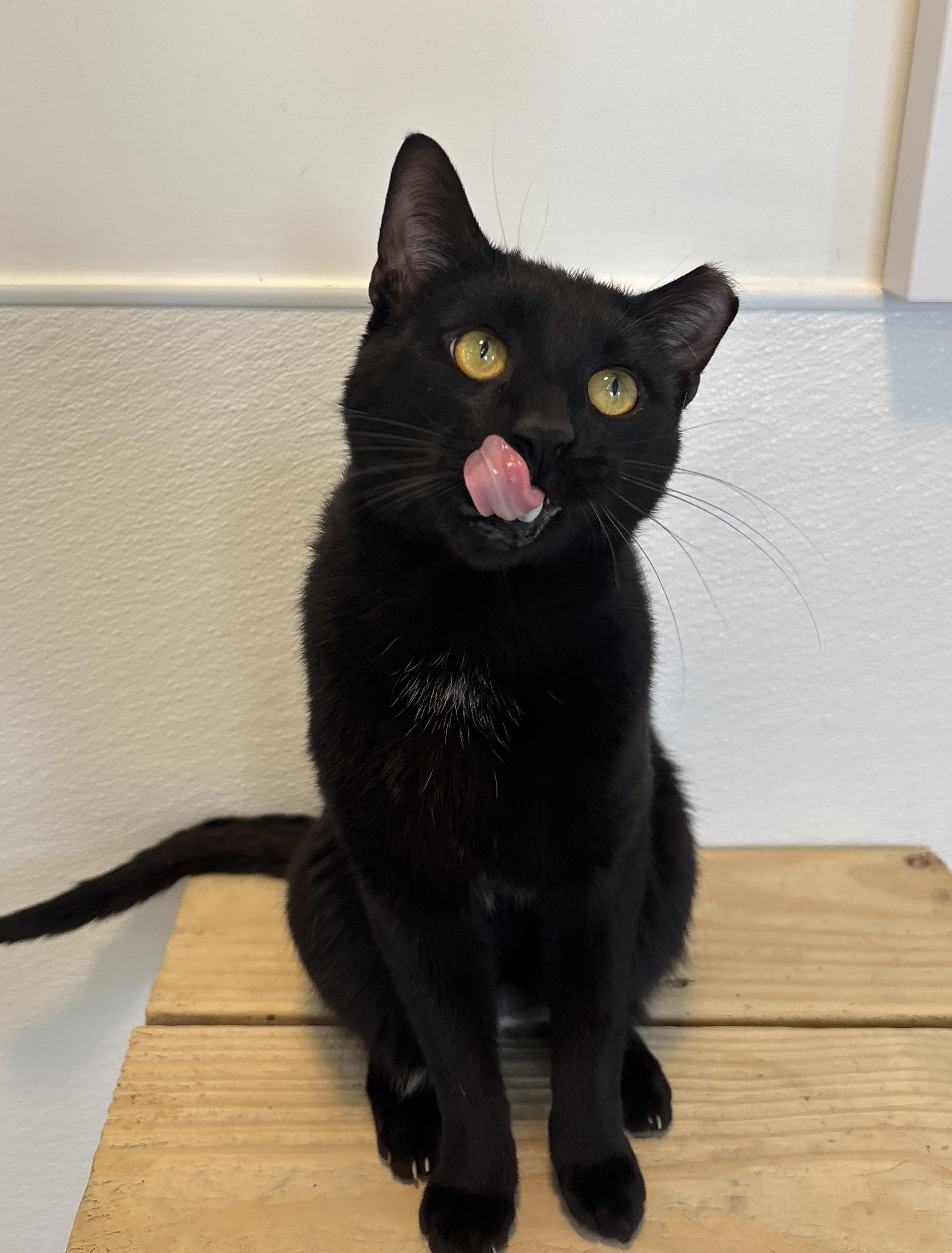 Enlarge Lorenzo, a Adoptable Domestic Short Hair in Chicago, IL image 2/6