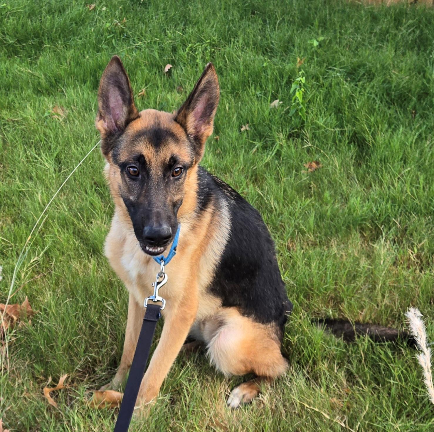 Enlarge Francis, a Adopted German Shepherd Dog in Dallas, TX image 3/4