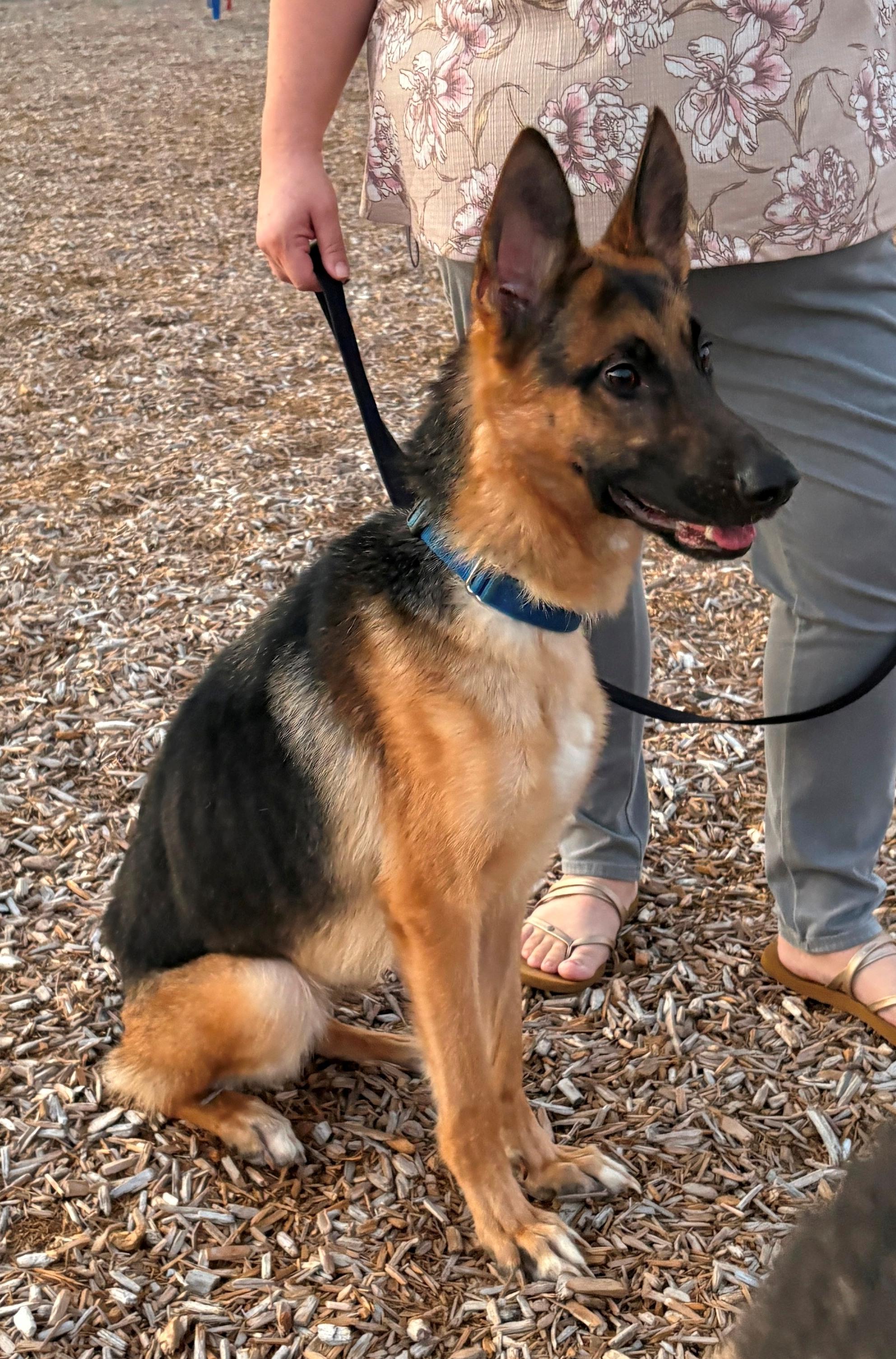 Enlarge Francis, a Adopted German Shepherd Dog in Dallas, TX image 2/4