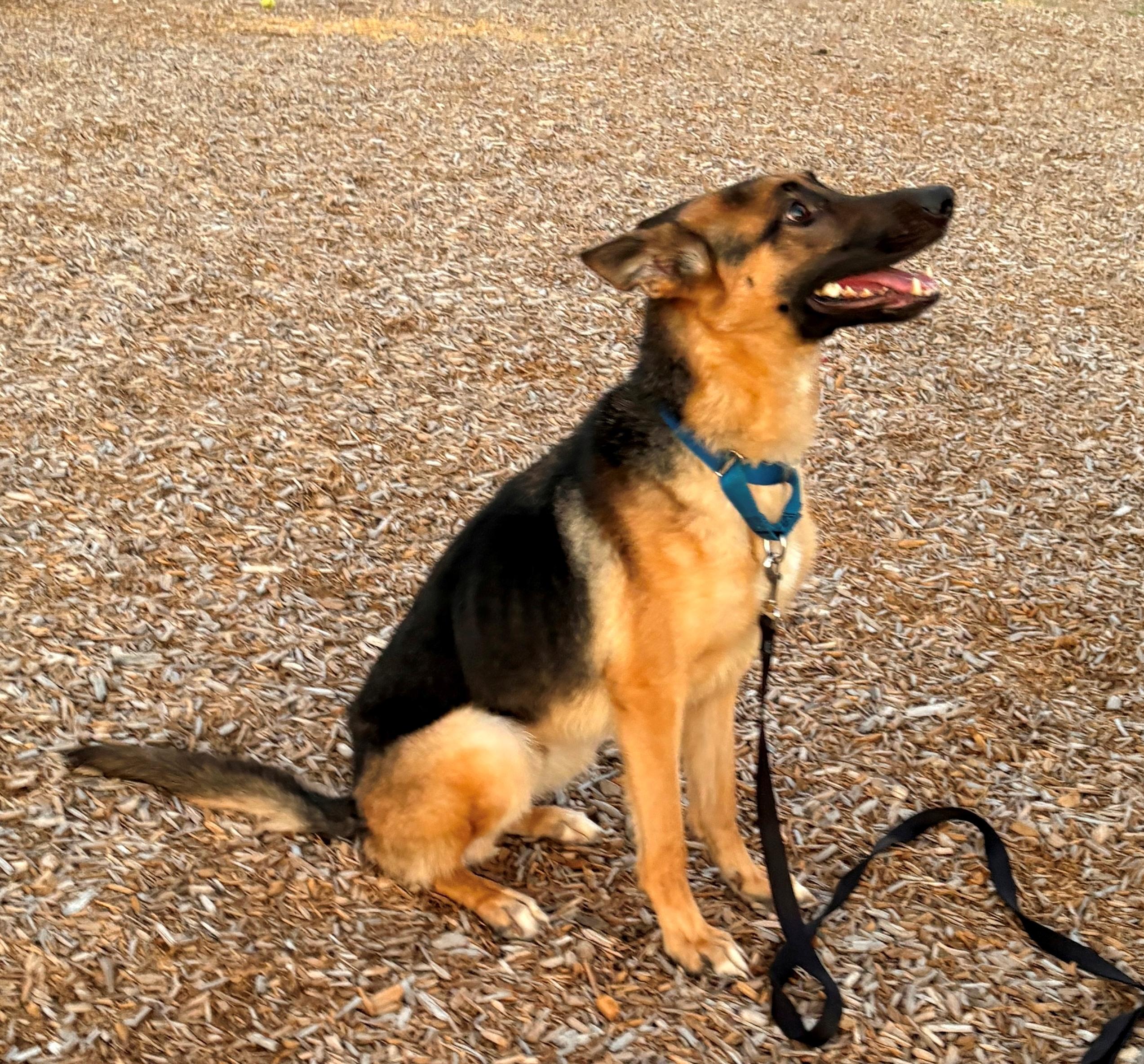 Enlarge Francis, a Adopted German Shepherd Dog in Dallas, TX image 4/4