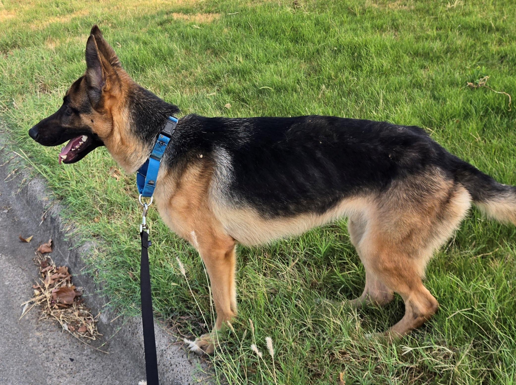 Enlarge Francis, a Adopted German Shepherd Dog in Dallas, TX image 1/4