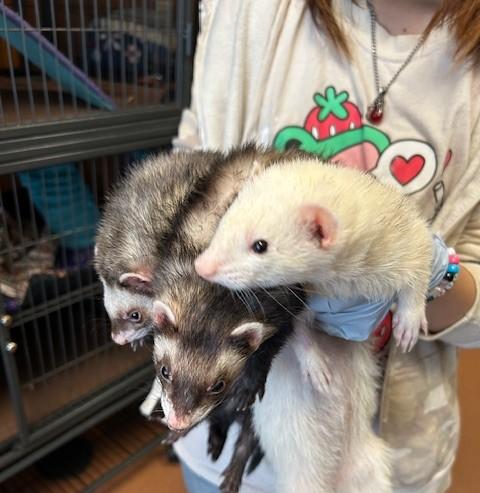Kahlua, Adoptable, Adult Female Ferret.