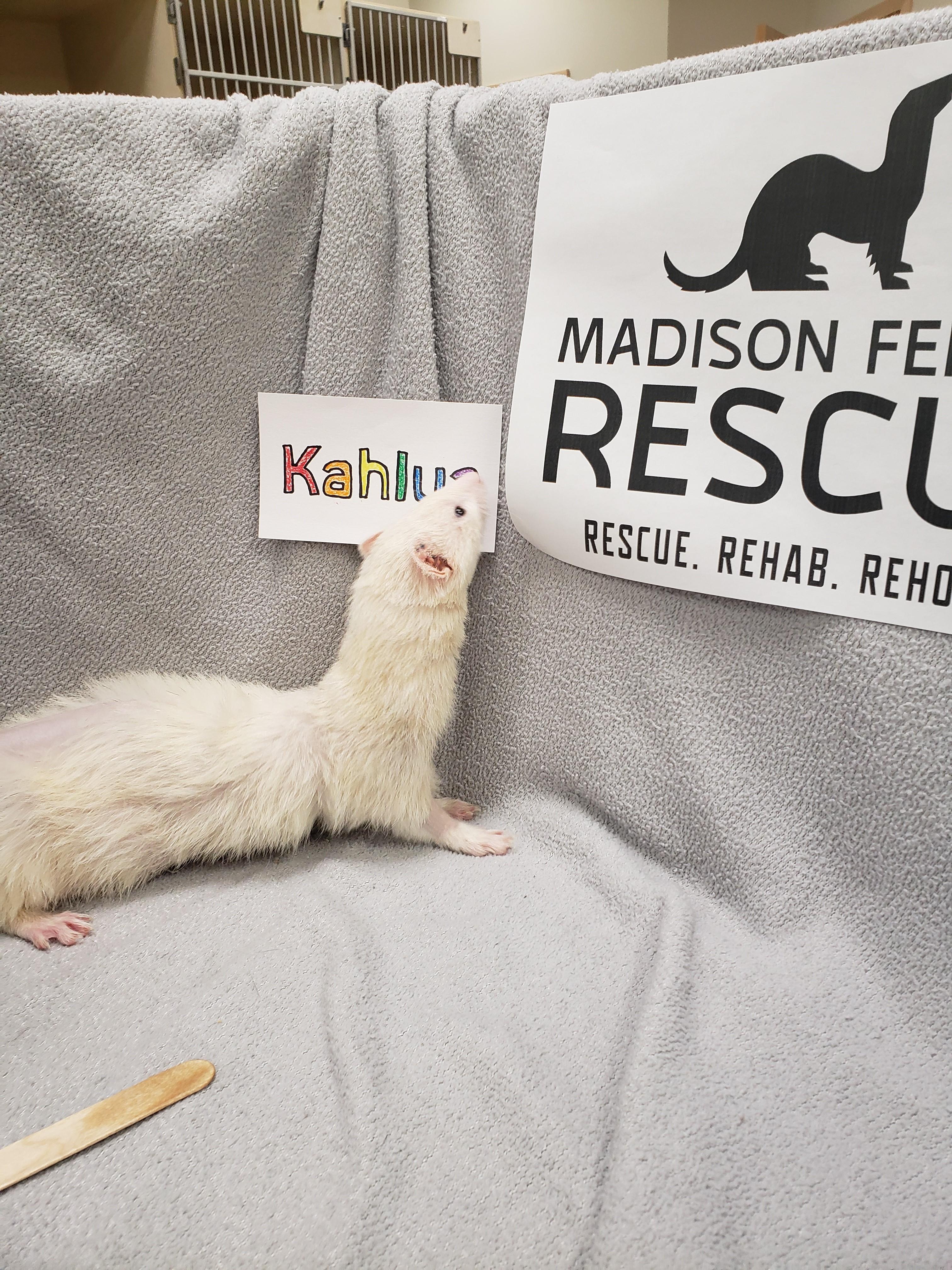 Enlarge Kahlua, a Adoptable Ferret in Madison, WI image 1/2