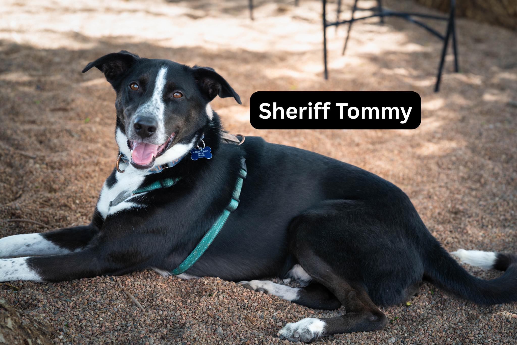 Sheriff Tommy, a Adoptable mixed breed in Pueblo, CO image 3/6