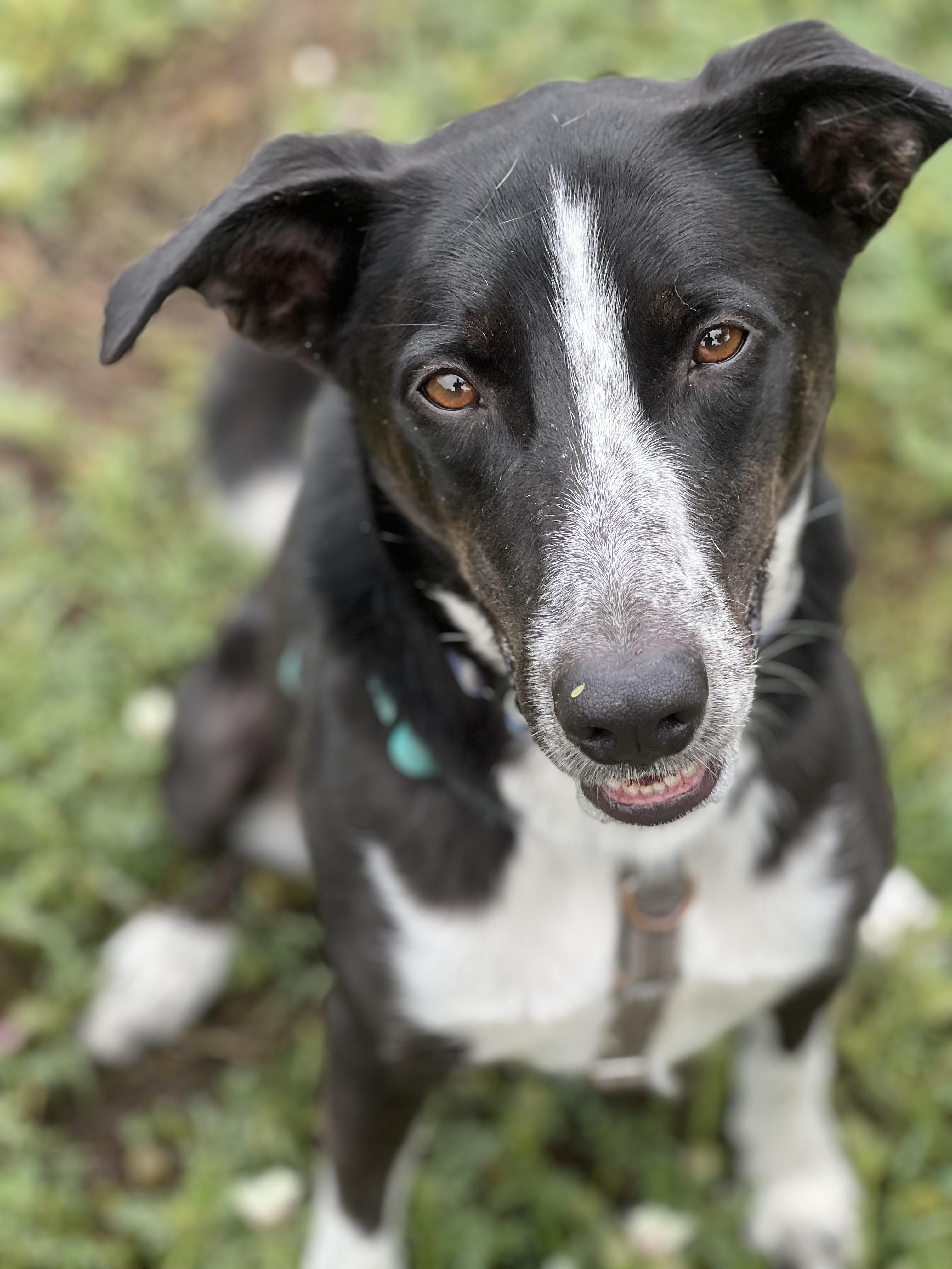 Sheriff Tommy, Adoptable, Adult Male Border Collie.