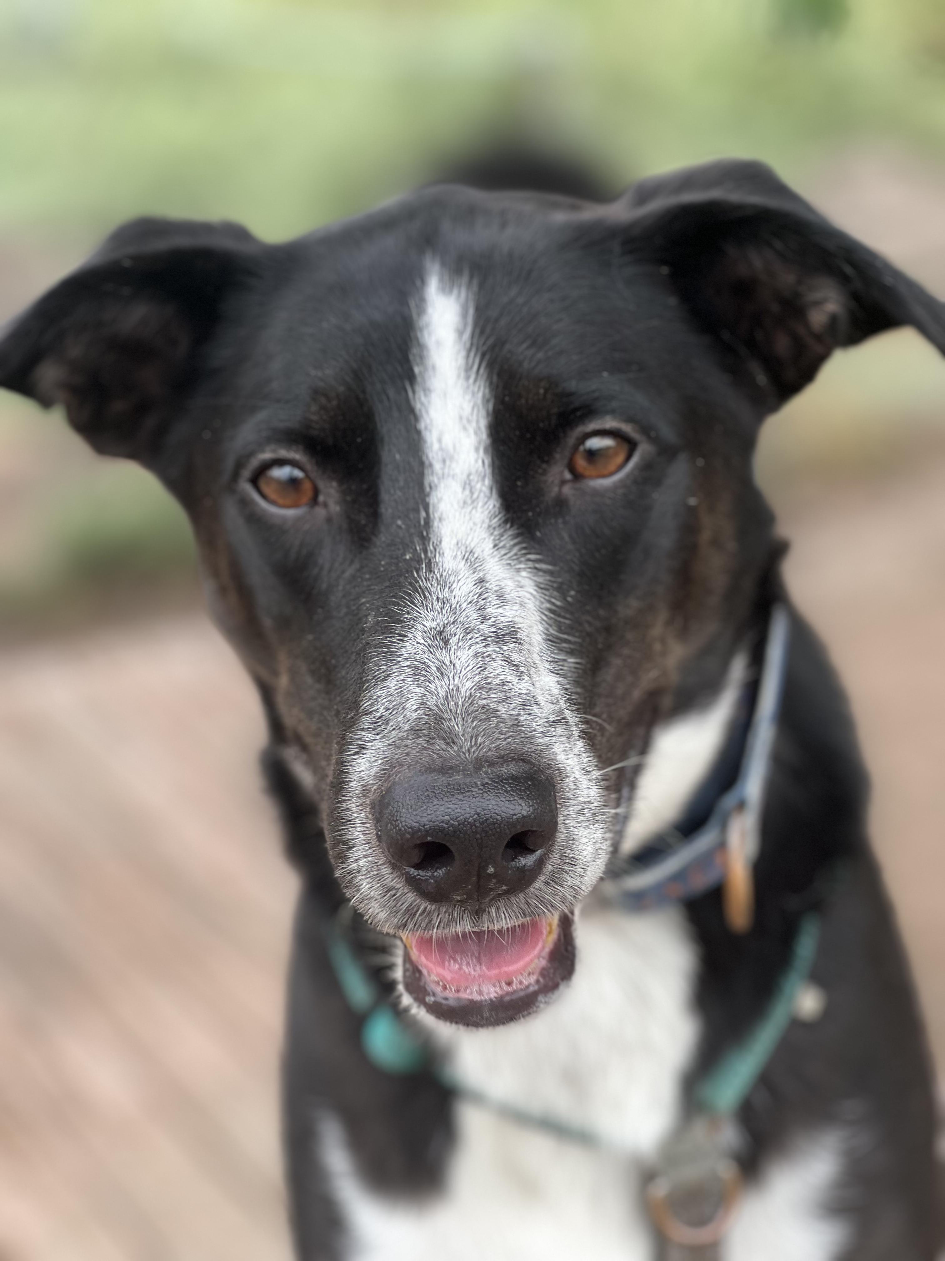 Sheriff Tommy, Adoptable, Adult Male Border Collie.