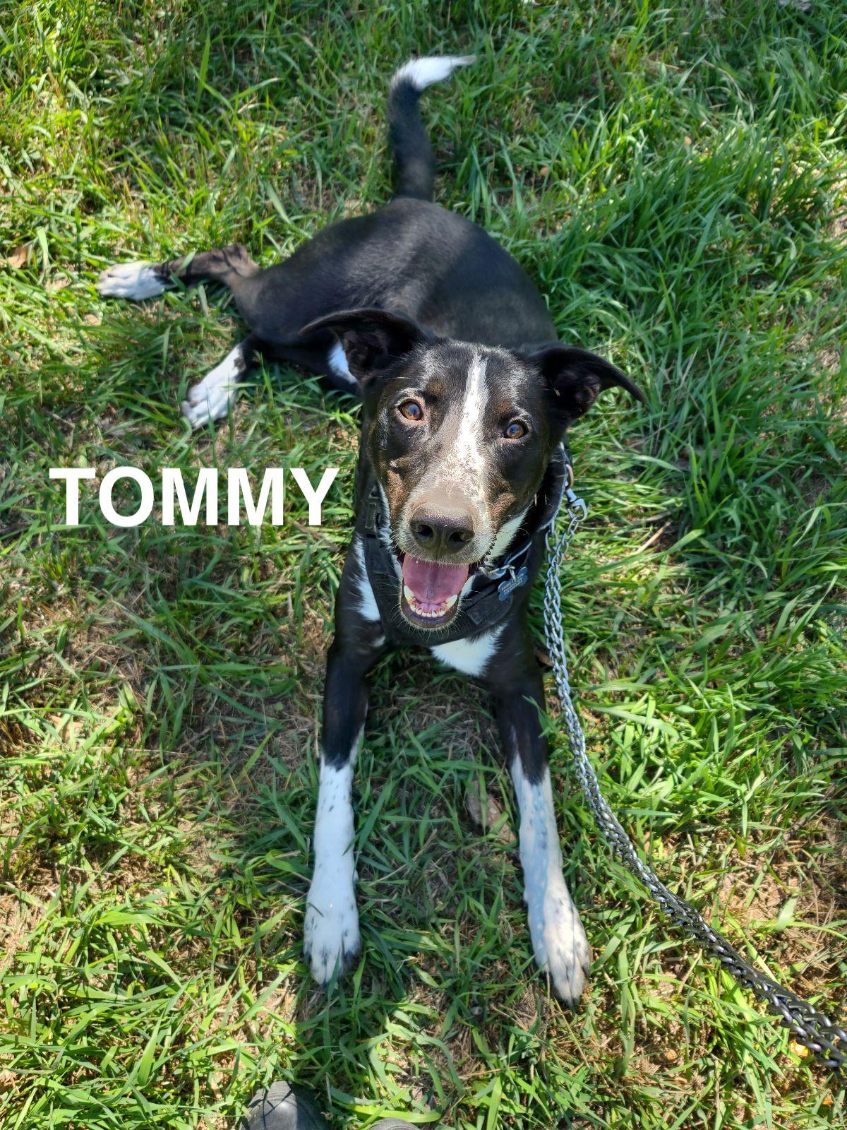 Sheriff Tommy, a Adoptable mixed breed in Pueblo, CO image 5/6