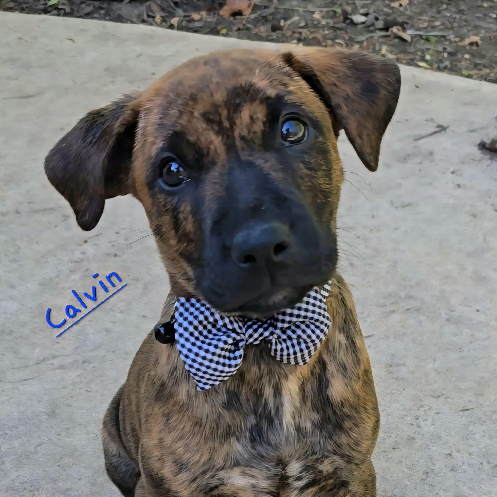 Calvin, adopted, Puppy Male Labrador Retriever.
