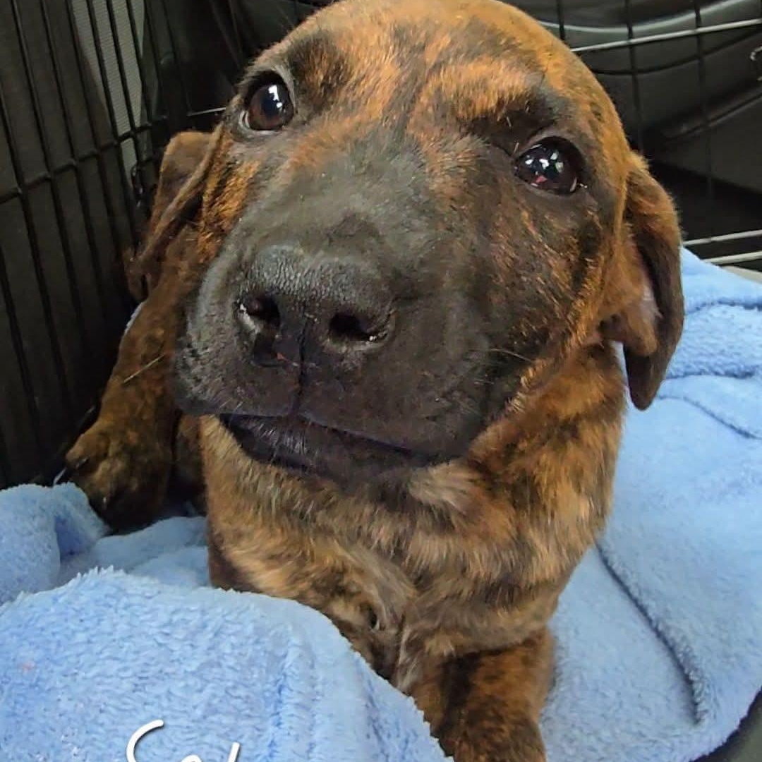Calvin, an adopted mixed breed in East Peoria, IL image 3/3