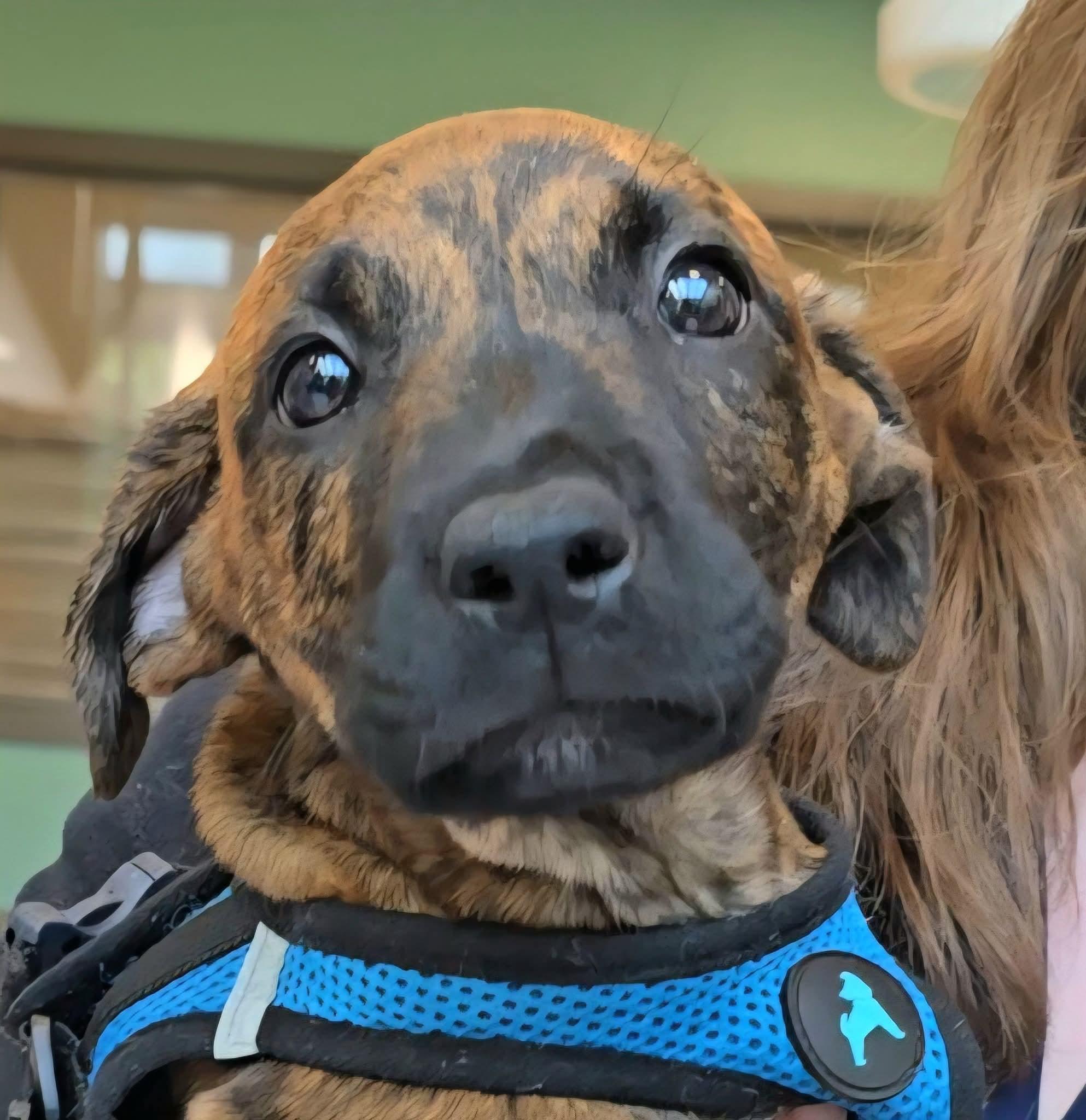Calvin, an adopted mixed breed in East Peoria, IL image 2/3