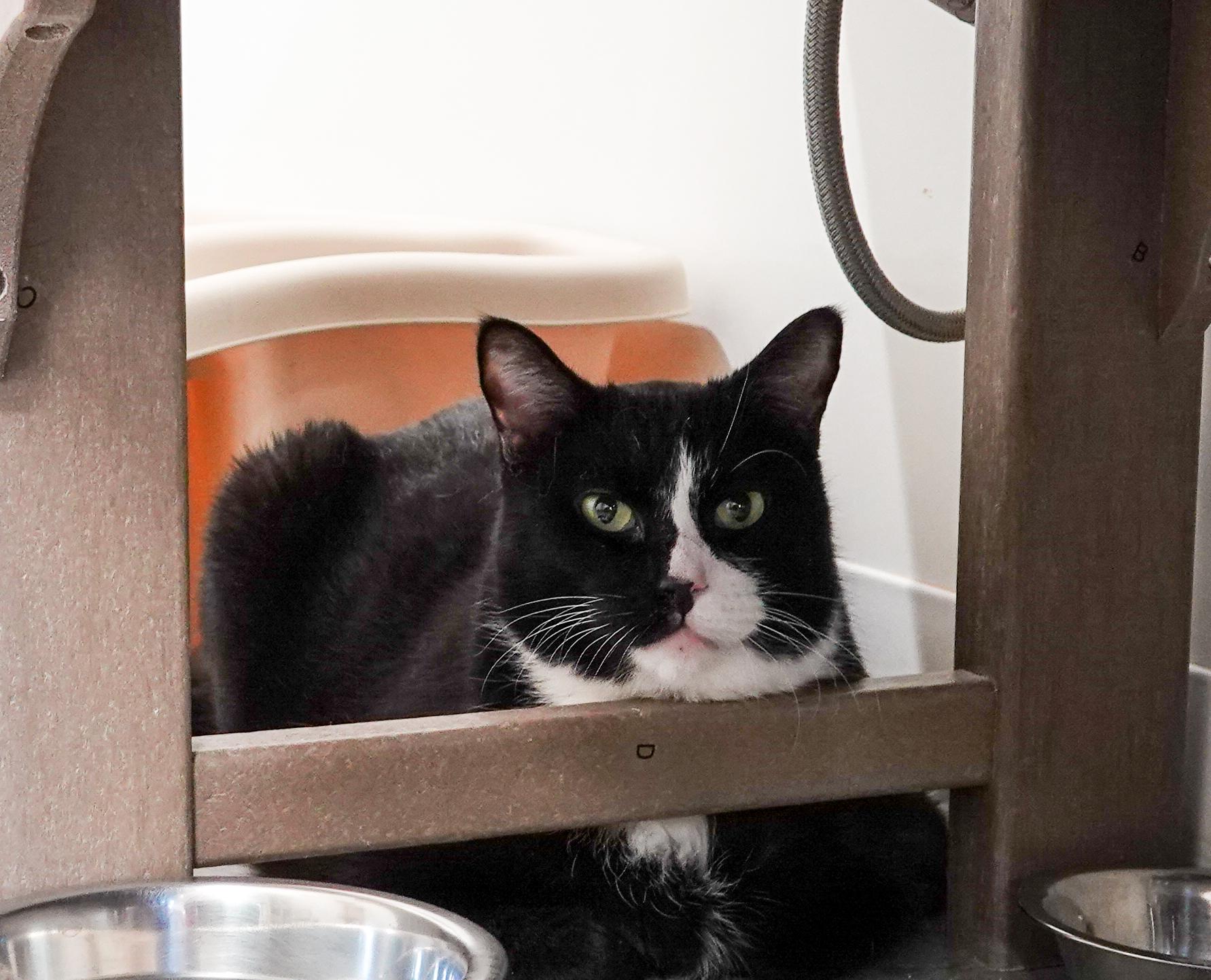 Charlie, a ADOPTABLE Domestic Short Hair in Boise, ID image 2/4