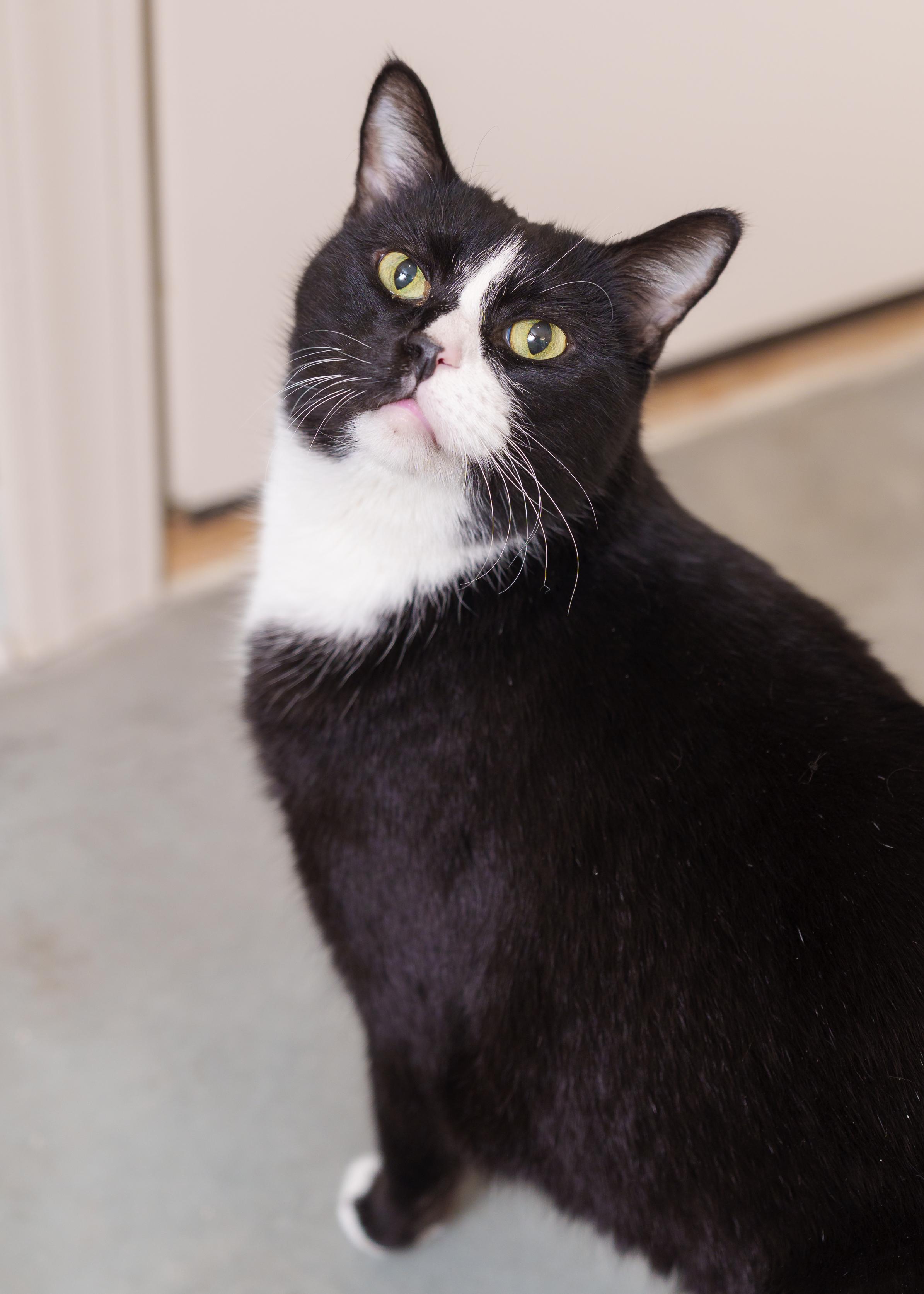 Charlie, ADOPTABLE, Senior Male Domestic Short Hair.