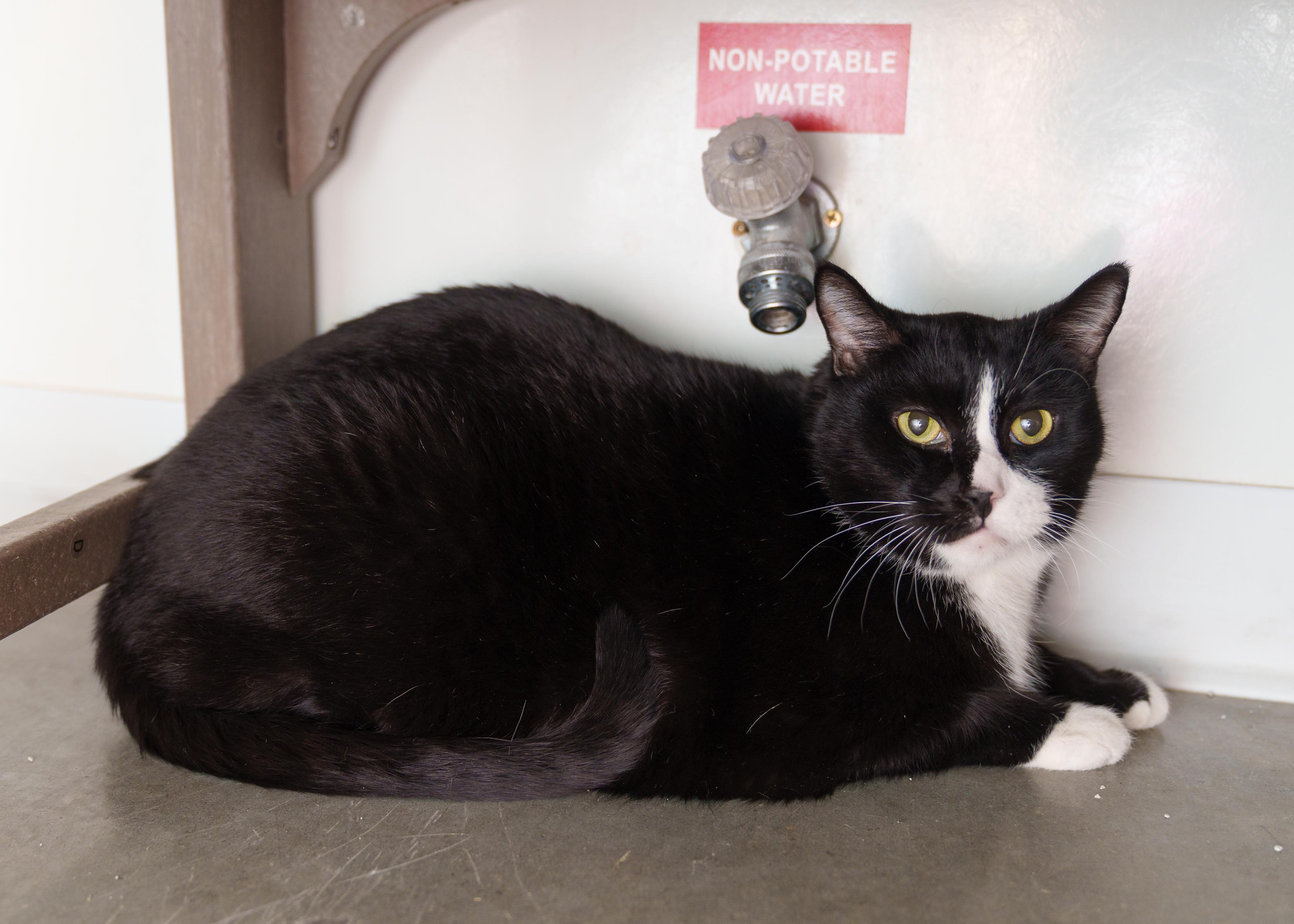 Charlie, a ADOPTABLE Domestic Short Hair in Boise, ID image 4/4