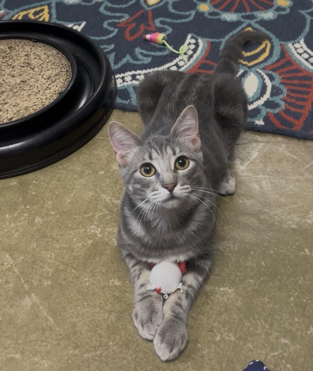 Enlarge Taz, a Adoptable mixed breed in Hillsboro, TX image 4/6