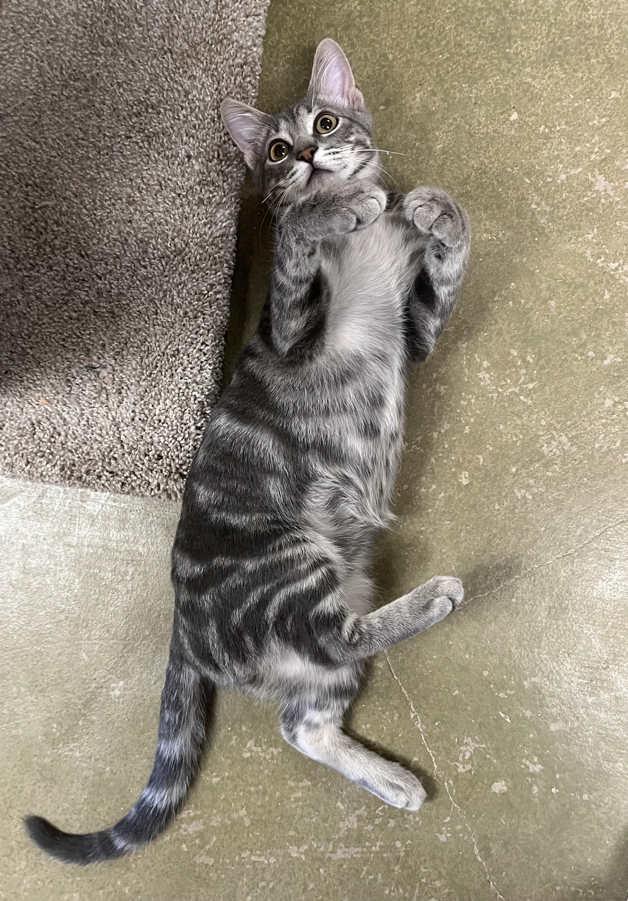Enlarge Taz, a Adoptable mixed breed in Hillsboro, TX image 4/6