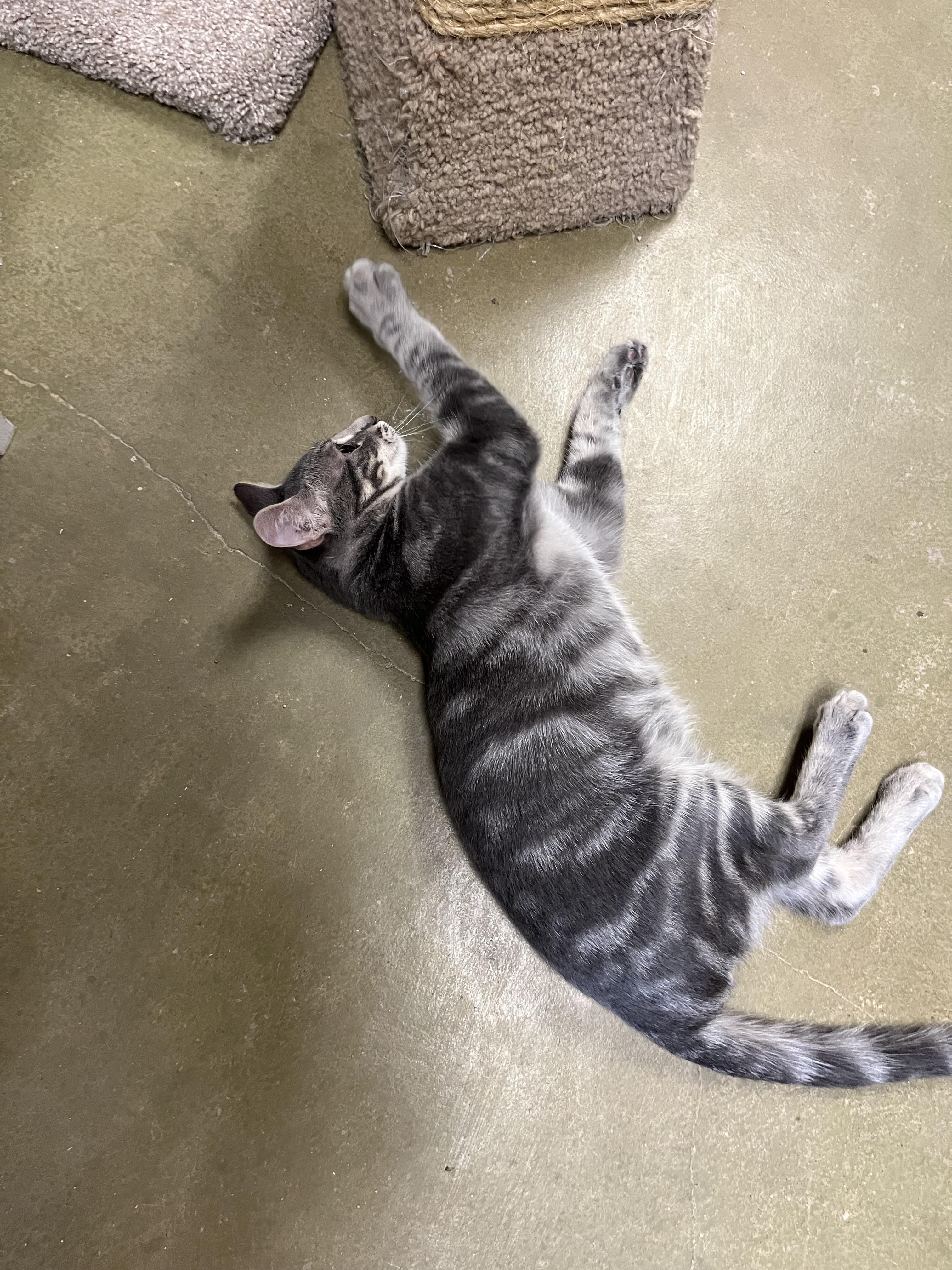 Enlarge Taz, a Adoptable mixed breed in Hillsboro, TX image 5/6