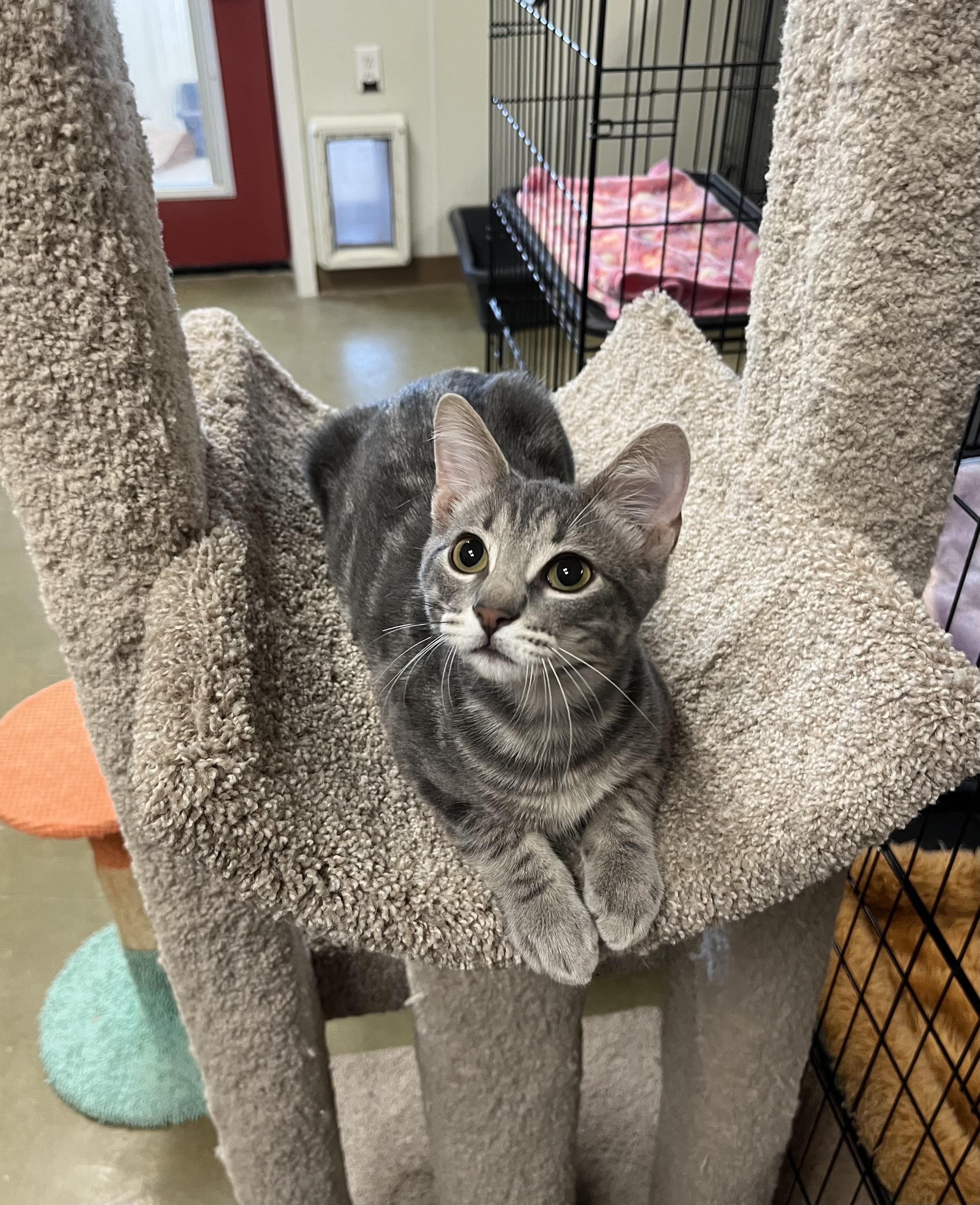 Taz, Adoptable, Kitten Male Tabby.